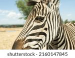 Closeup Portrait Of Zebra Eye...