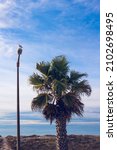 Coastal Landscape With One Palm ...