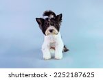 Beaver Yorkshire terrier after grooming with a beautiful hairstyle sits on a blue background.