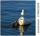 Seagull On A Floating Bouy