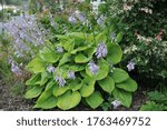Small photo of Chartreuse extra large hosta Sum and Substance flowers in a garden in July 2016