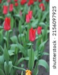 Small photo of Red lily-flowered tulips (Tulipa) Moneymaker bloom in a garden in March