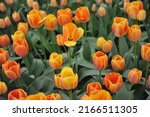 Orange Darwin Hybrid tulips (Tulipa) Paintbrush bloom in a garden in March