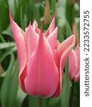 Small photo of Pink lily-flowered tulips (Tulipa) Yonina bloom in a garden in March