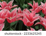 Small photo of Pink lily-flowered tulips (Tulipa) Yonina bloom in a garden in April