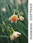 Small photo of White and orange Jonquilla and Apodanthus daffodils (Narcissus) Blushing Lady bloom in a garden in April