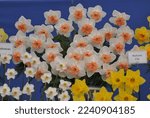 Small photo of A bouquet of white and pink Large-Cupped daffodils (Narcissus) Precocious on an exhibition in May