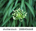 Light Green Agapanthus Flower...