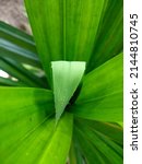 Pandan Leaves Are Green With...