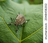 The brown marmorated stink bug is an insect in the family Pentatomidae, native to China, Japan, Korea and other Asian regions