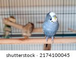 Small photo of happy handsome blue budgie mauve budgie resting in his cage on a summer afternoon