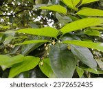 Small photo of Nutmeg is the seed, or the ground spice. genus Myristica, Jathikka. fragrant nutmeg or true nutmeg is a dark-leaved evergreen tree. musky nut.