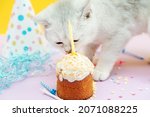 White British Kitten Eats A...