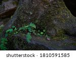 Ferns Growing Naturally At The...