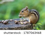 Eastern chipmunk perched on a stump eating acorns with blurry green background