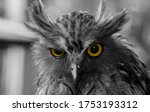 Portrait Of An Color Owl's...