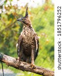 Small photo of Elang jawa or Nisaetus bartelsi or Javan Hawk-eagle. Endangered species. Indonesian Icon od Burrung Garuda. Selective Focus