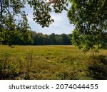 Small photo of Overarching branches framing sunlit meadow and line of trees.