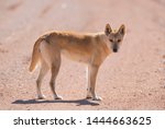 Wild Dingo In The Outback...