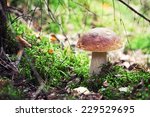 Small photo of A very delicious and salubrious mushroom Porcini or Cep in it's natural habitat.