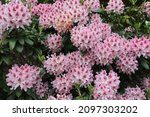 Blooming Pink Rhododendron With ...
