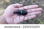 Small photo of A Xylotrupes socrates nitid held over one's hand