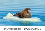 Small photo of The walrus is a marine mammal, the only modern species of the walrus family, Arctic and Antarctic mammals, Seal animal