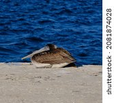 A Brown Pelican Resting Along...