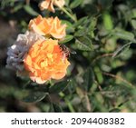 The Bee Sat On An Orange Rose...