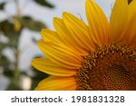 Small photo of Sunflower field landscape closeup vehement yellow color