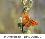 Comma Butterfly  Polygonia C...