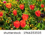 Spring Flowerbed With Red ...