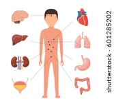 Human Body Anatomy. Medical...