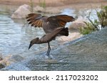 Small photo of A pair of hammerkop birds mating in the South Africa