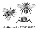  bee and honey. mead and insect.... | Shutterstock .eps vector #1938057082