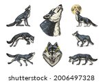 gray wolf set. gray wolf. a... | Shutterstock .eps vector #2006497328