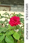 Small photo of An outclass view of red rose with green leaves