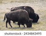 Small photo of The American bison or simply bison, also commonly known as the American buffalo or simply buffalo, is an American species of bison that once roamed North America in vast herds.