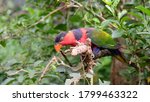 Black-head Kasturi/ Black Head Parrot "Lorius lory" that is camera aware in the morning.
