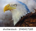 American Bald Eagle In All It's ...
