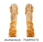 Cat paw isolated on white...