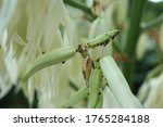 Yucca Flower Close Up Photo