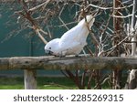 Beautiful Big White Cockatoo...