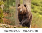 Nice Big Female Brown Bear