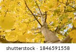 Small photo of Common aspen or quaking aspen (Populus tremula). Beautiful tree from Europe. Yellow leaves in autumn. Golden tree. Morning lights