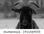 Portrait Of A Black Goat....