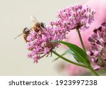 Closeup Of A Honey Bee...