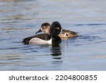 A Ring Necked Duck Drake...