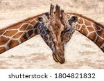 A Portrait Of Two Giraffes A...