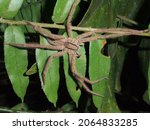 Small photo of single Wolf spider (family Lycosidae) hunting on a green tropical branch